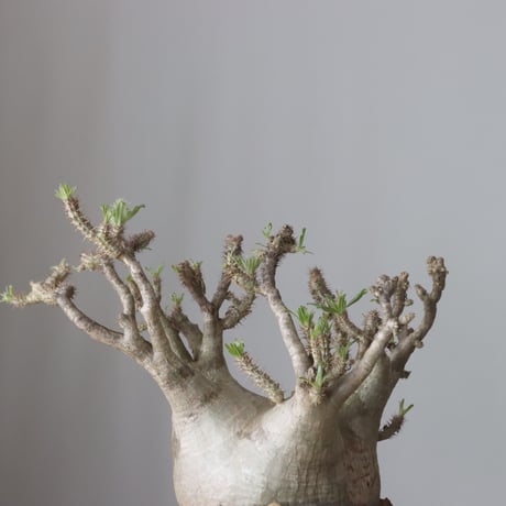 Pachypodium gracilius × Kazuhiro Arima / humanity pot (7.5号鉢)   no.420-46