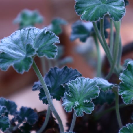 ぺラルゴ二ウム   エキナツム／Pelargonium  lechinatum   no.70431
