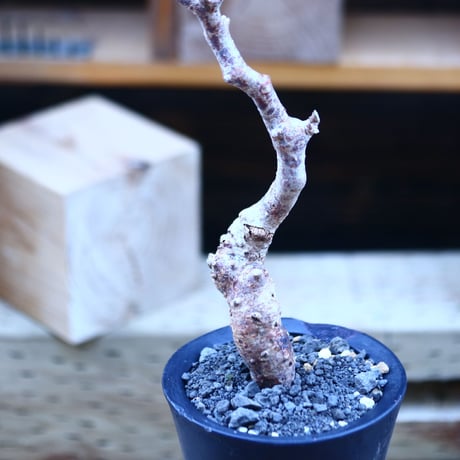 コミフォラ モンストローサ   Commiphora monstrosa   no.82911