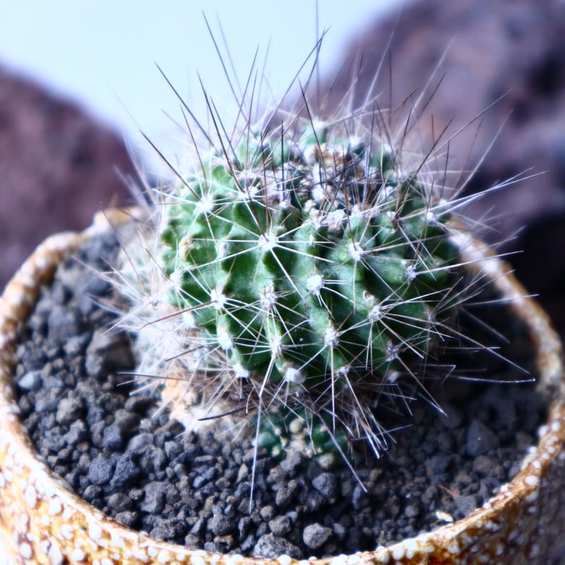 コピアポア フミリス Copiapoa Humilis no.22322 | 芽の巣山