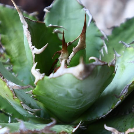 アガベ   チタノタ      Agave titanota   no.60243
