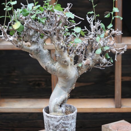 コミフォラ  ワイティ／Commiphora wightii  no.112045