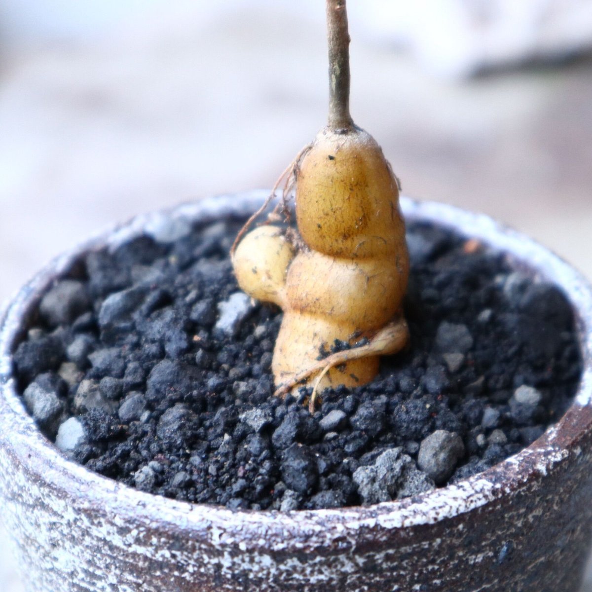 オペルクリア パキプス 実生4年目 konect鉢付 🌱オペルクリカリア・パキプス実生🌱 種から育てた自然な形と個体差を