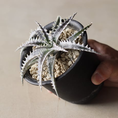 Dyckia SF02 (Samurai x Fat Boy / Selected) Otto Hybrid / (3.5号鉢)  no.913/56