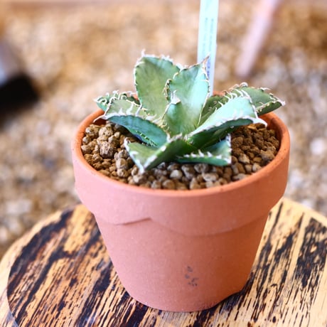 【9/9入荷未発根未活着ベアルート植込み】 Agave titanota "Filigree crested  no.91757