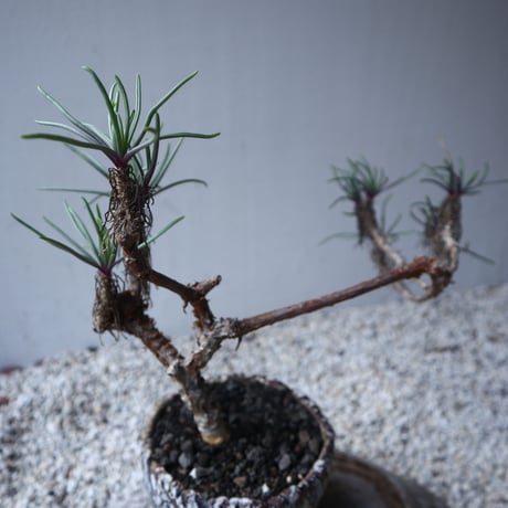セネキオ  バル ベルトニクス   Senecio barbertonicus   no.122207