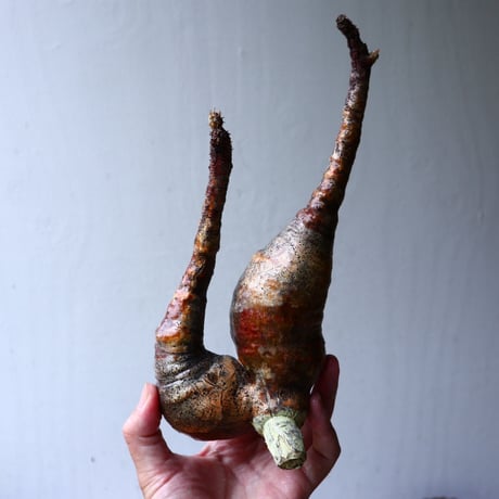 パキポディウム グラキリス 2頭 Pachypodium rosulatum var. gracilius no.70704