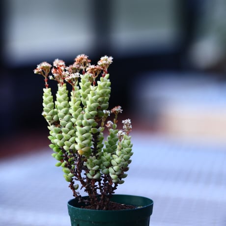 クラッスラ  パステル   Crassula Pastel　no.120628