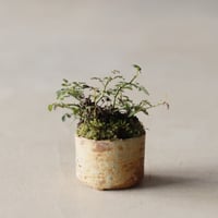 屋久島野ばら / twinz bonsai (1号)  no.913/83