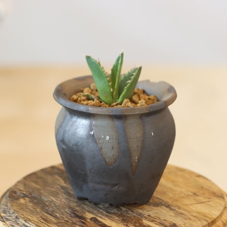 Agave titanota 白鯨錦 × N/OH  no.920-35