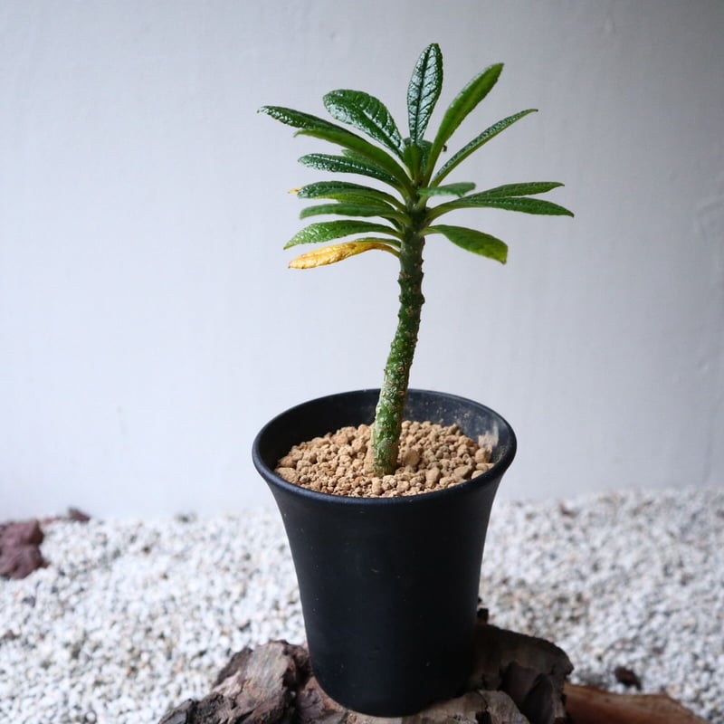 ドルステニア ギガス Dorstenia gigas no.101404 | 芽の巣山