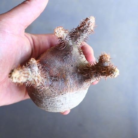 パキポディウム グラキリス 抜苗  Pachypodium rosulatum var. gracilius no.100628