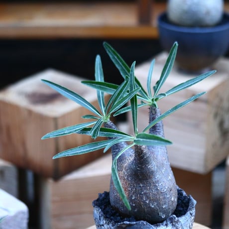 パキポディウム  グラキリス ／Pachypodium  gracilius     no.103167