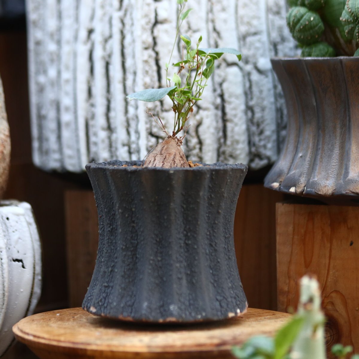 ディオスコレア ヘミクリプタ 銀葉亀甲竜 / Dioscorea hemicryputa