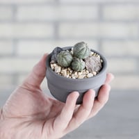 Euphorbia obesa  × takero pot (2.5号)  no.621/65