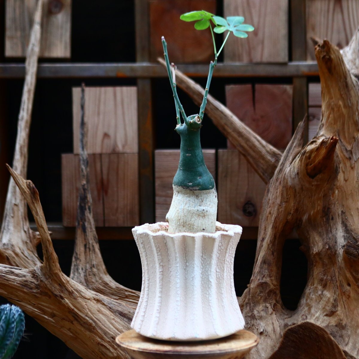 アデニア・グラウカ　valiem 現地球　発根済 奇妙な植物園 on X: 