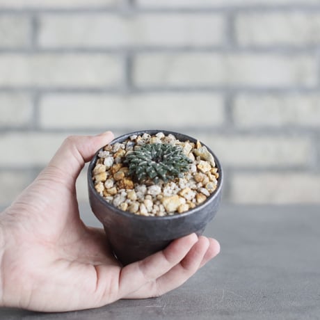 Ariocarpus kotschoubeyanus (姫牡丹) × YAMABACHI var.takero pot (3号鉢)  no.621/54