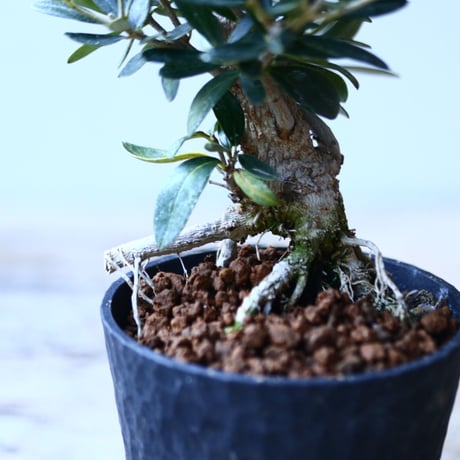 オリーブ　Olea europaea　 no.110842-1