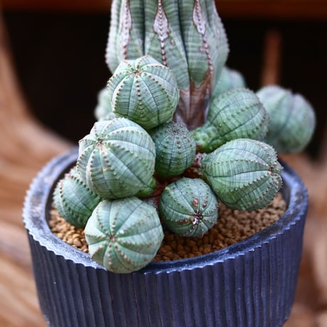 ユーフォルビア  仔吹きオベサ / Euphorbia obesa    no.22601