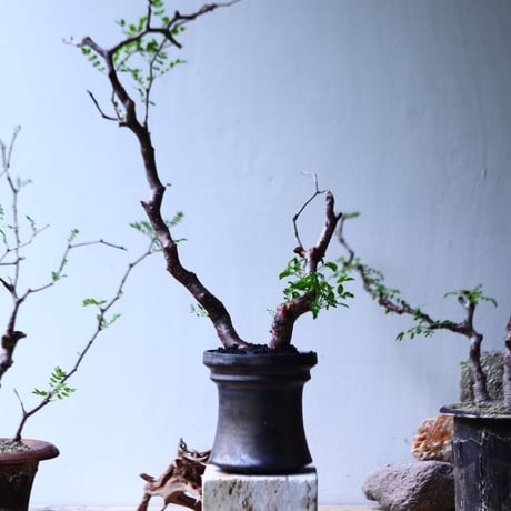 コミフォラ モンストローサ   Commiphora monstrosa   no.92722