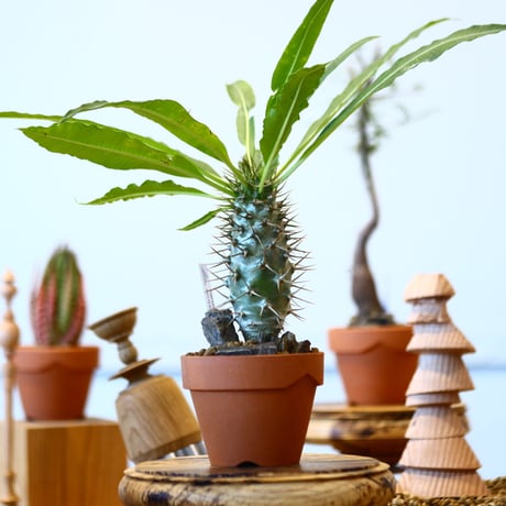 YAMABACHI × Pachypodium lamerei var.ramosum   no.91041