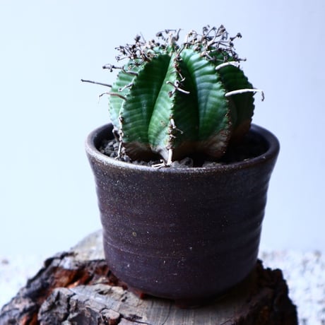 ユーフォルビア  バリダ   Euphorbia valida   no.20304