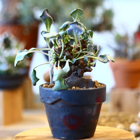Othonna herrei × YAMABACHI var. takero pot   no.123127