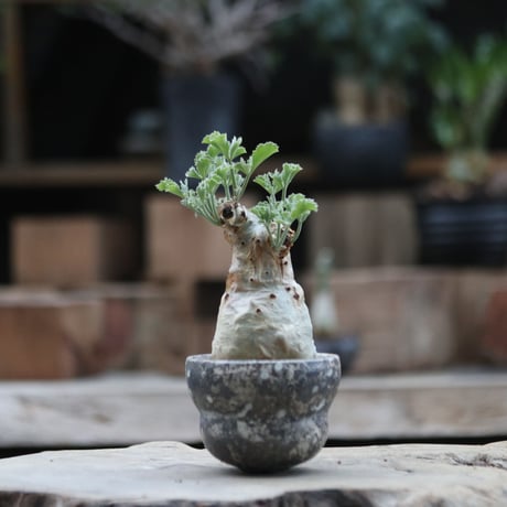 【アウトレット】キフォステンマ ベティフォルメ アウトレット】キフォステンマ ベティフォルメ 2025年最新