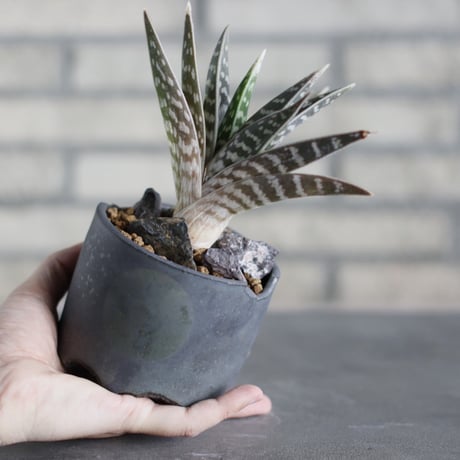 Aloe variegata × N/OH (3.5号)  no.524/18