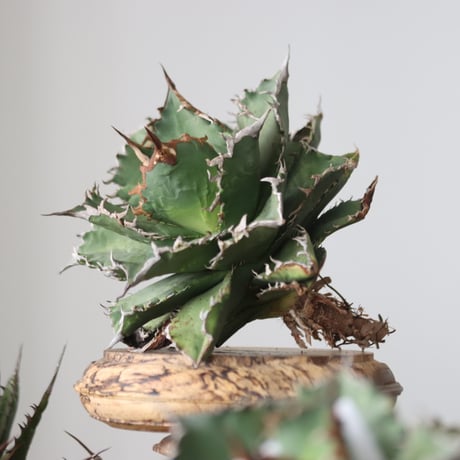 Agave titanota solareclipse / Style of Chika　no.42149