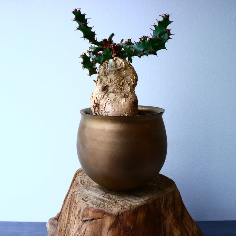 ユーフォルビア スクアローサ Euphorbia squarrosa No.02