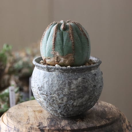 Euphorbia obesa  × たけろうポット  no.61605
