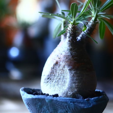 パキポディウム グラキリス   Pachypodium rosulatum var. gracilius no.705-13