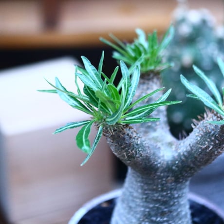 パキポディウム  イノピナツム／Pachypodium Inopinatum   no.100329
