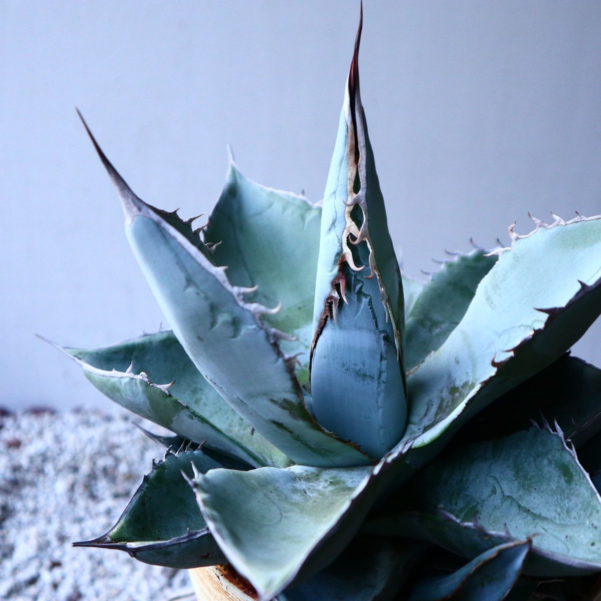 アガベ ホワイトアイスブルー Agave titanota white ice bl