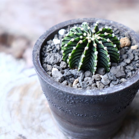 ギムノカリキウム   フィードリッフィーLB2178  Gymnocalycium friedrichii    no.91514