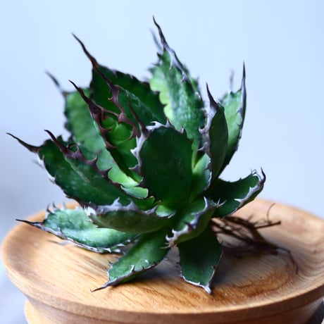 アガベ ホリダ    Agave horrida     no.1025-6