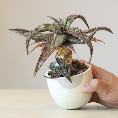 Aloe somaliensis × N/OH  no.309-2