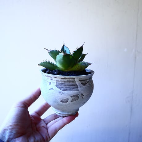 アガベ   チタノタ    Agave titanota    no.11237