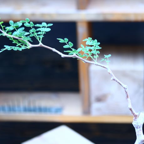コミフォラ モンストローサ   Commiphora monstrosa   no.82911
