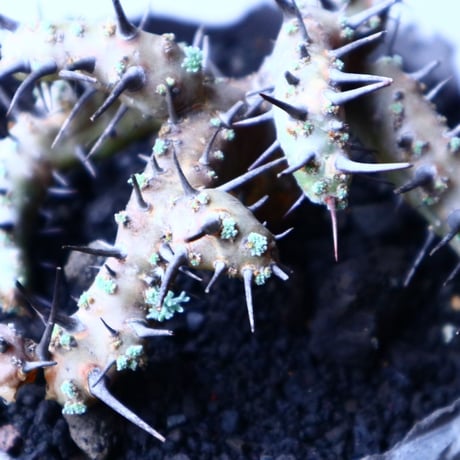 サルコカウロン  ヘレー    Sarcocaulon herrei   no.20317