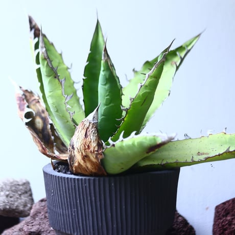 アガベ チタノタ 'リベレート'　 Agave  titanota ' libelate'　no.53122