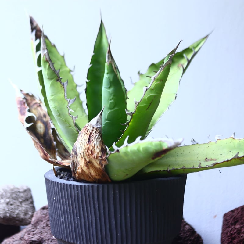 アガベ チタノタ リベレート Style of chika 天芽2頭 アガベ