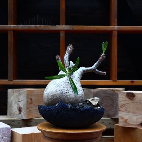 STORES 塊根植物の検索結果