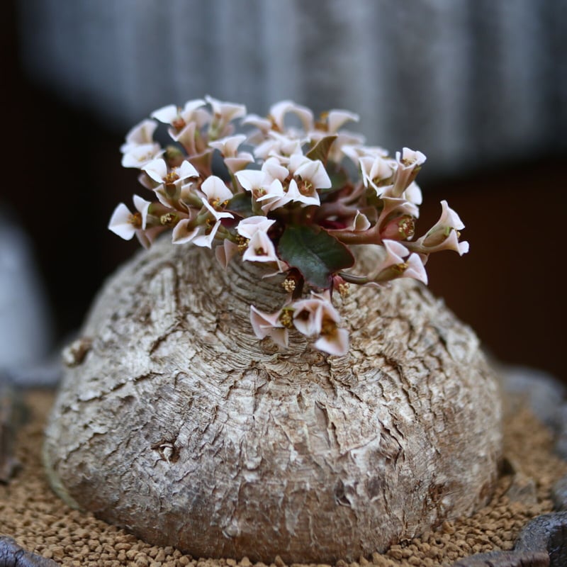 ユーフォルビア プリムリフォリア / Euphorbia primulifolia