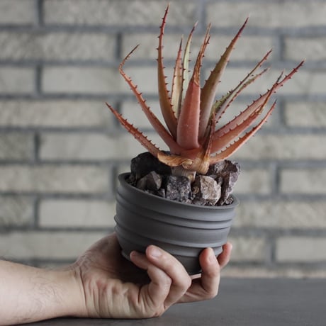 Aloe broomii × takero pot (3.5号)  no.607/33