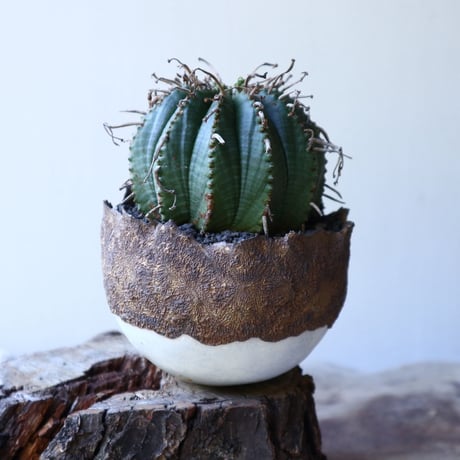 ユーフォルビア  バリダ    Euphorbia valida   no.51929
