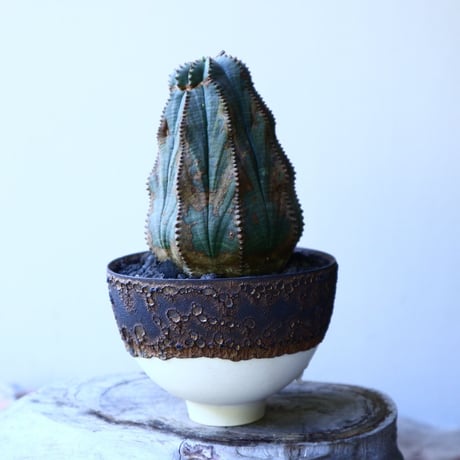 ユーフォルビア  オベサ 　 Euphorbia obesa　no.52620
