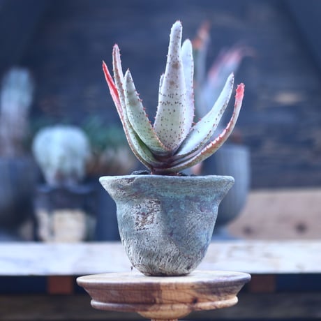 アロエ コニフェラ    Aloe conifera     no.21411