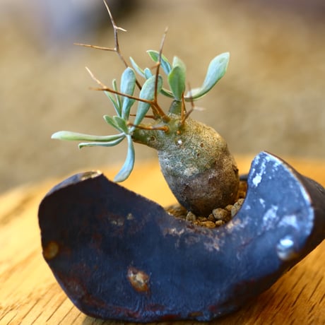 Othonna euphorbioides × Arima Kazuhiro   no.111201